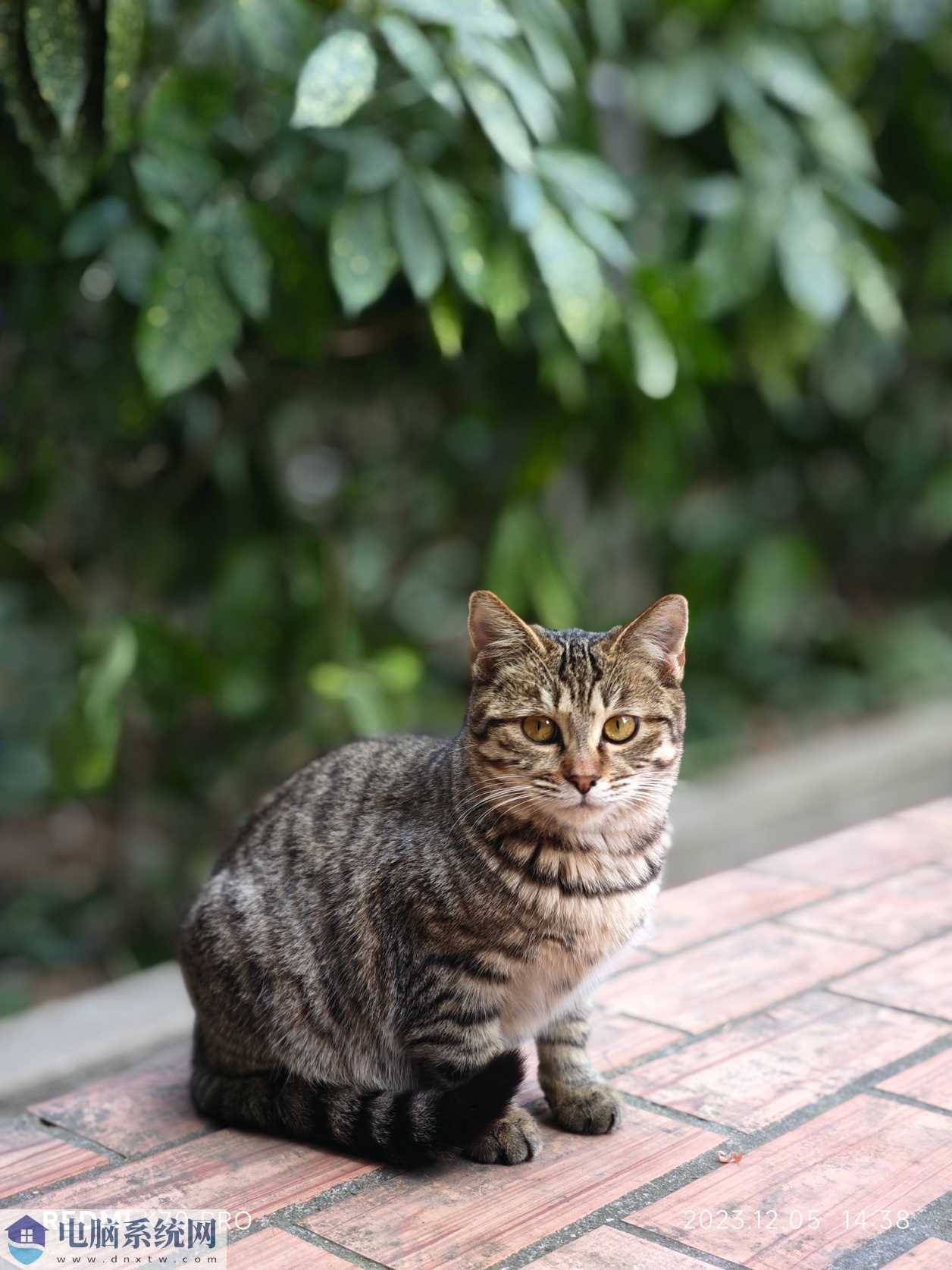 在花园里的猫