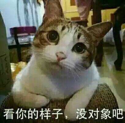 人民的猫奴表情包大全