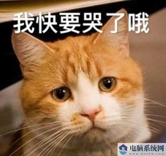 人民的猫奴表情包大全