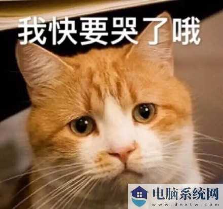 人民的猫奴表情包大全最