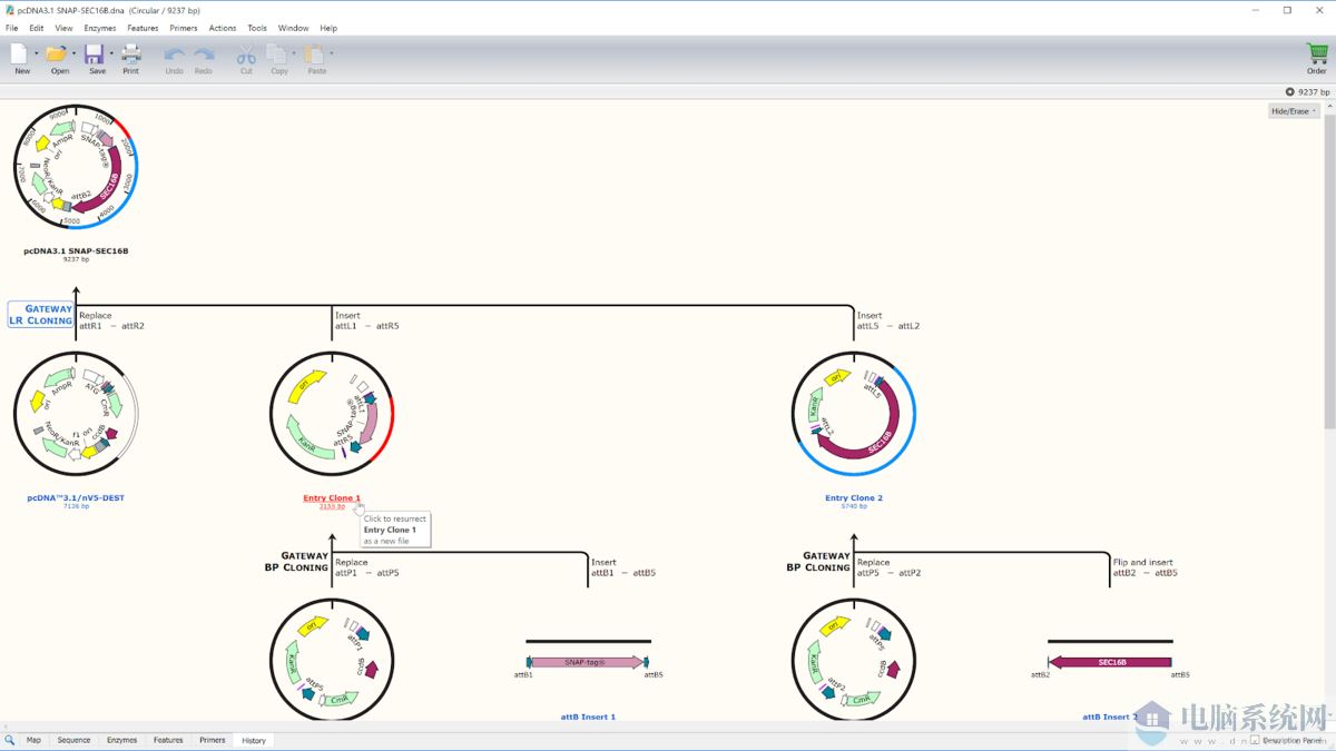 SnapGene